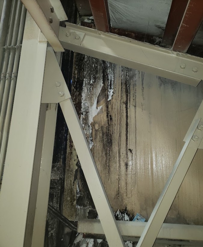 new jersey mold removal